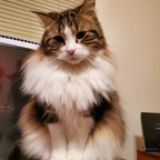 freyjathecat avatar