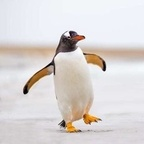 mcpenguen avatar